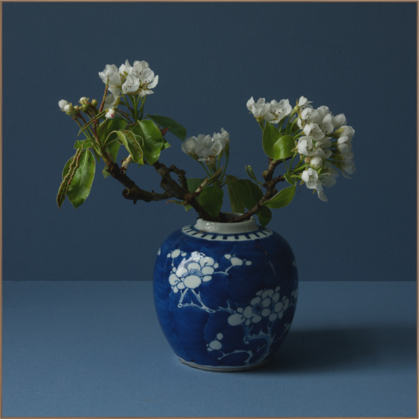 Realistisch stilleven van witte perenbloesem in blauwe vaas op blauwe achtergrond – fine art print van Dirk Bal.