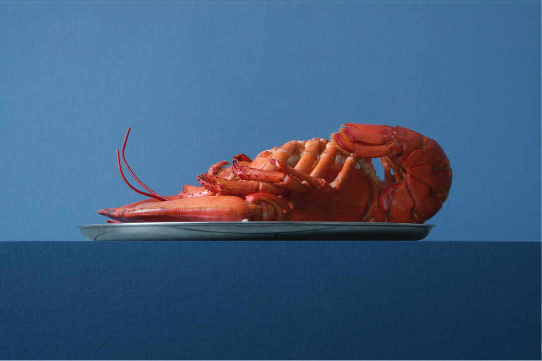 Realistisch stilleven van een rode kreeft op metalen schaal tegen blauwe achtergrond, gefotografeerd door Dirk Bal.
