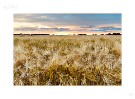 Landschap met rijp koren
