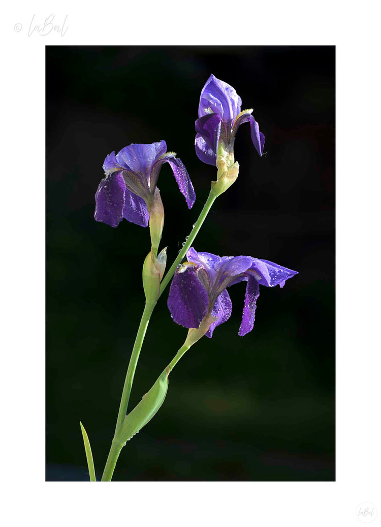 Fleur de Lis
