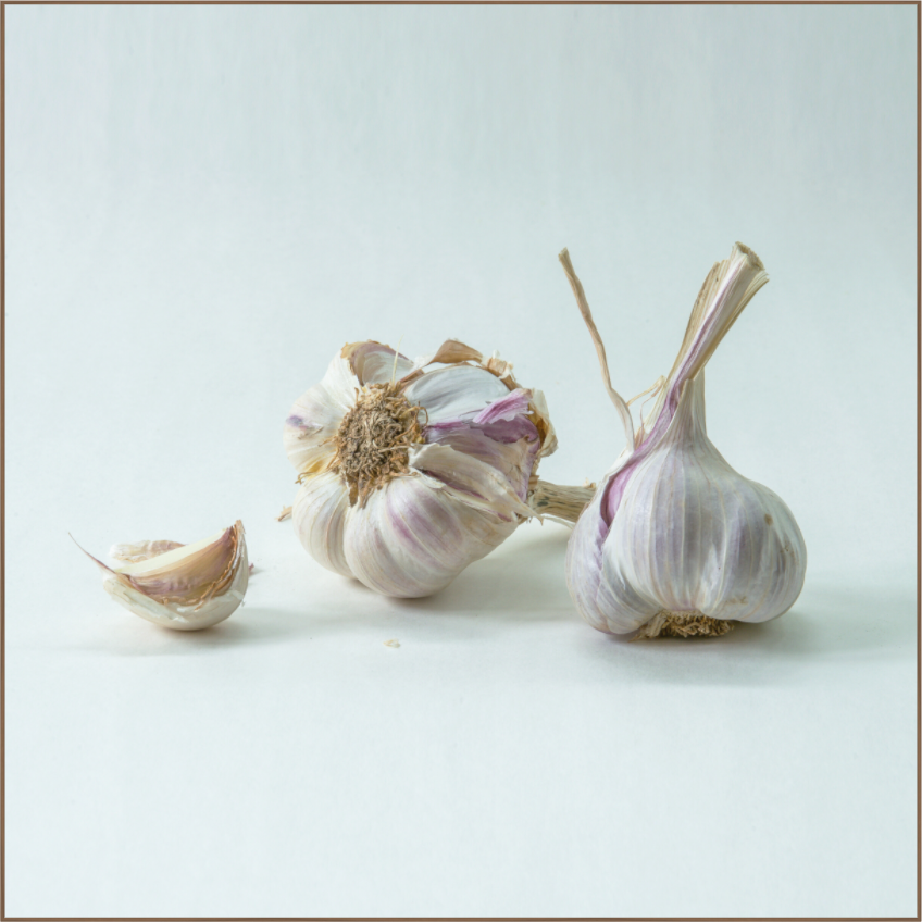 Realistisch stilleven met twee knoflookbollen en een losse teen op een lichte achtergrond.