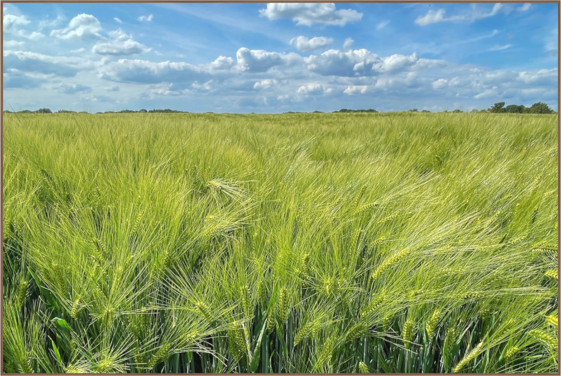 Realistisch landschap van wuivend groen graanveld onder blauwe lucht – fine art print van Dirk Bal.
