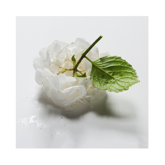Hortensia