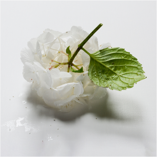 Minimalistische foto van een witte hortensiabloem met groen blad op een witte achtergrond.