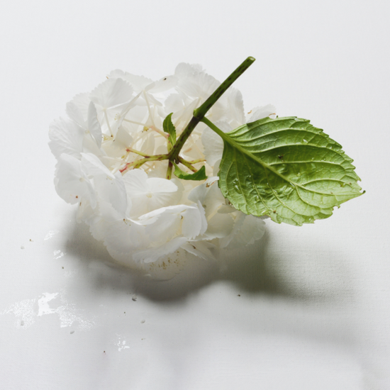 Minimalistische foto van een witte hortensiabloem met groen blad op een witte achtergrond.
