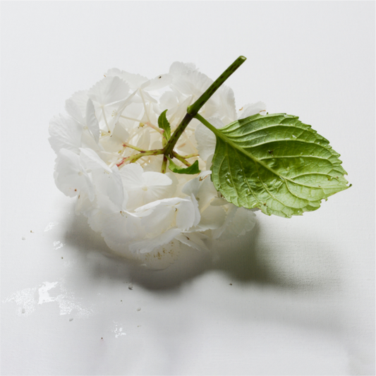 Minimalistische foto van een witte hortensiabloem met groen blad op een witte achtergrond.