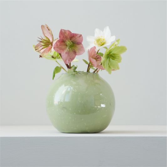 Main image Helleborus