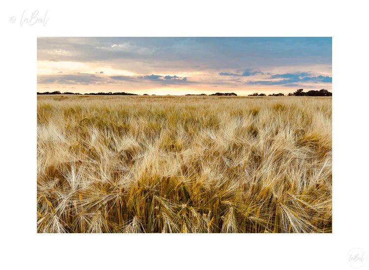 Landschap met rijp koren