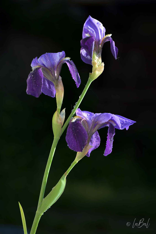 Realistisch stilleven van drie paarse irissen met dauwdruppels op zwarte achtergrond – fine art print van Dirk Bal.