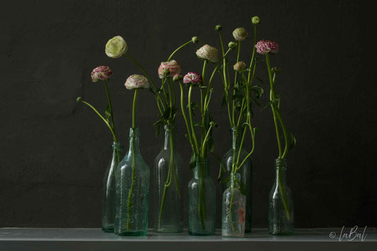 Realistisch stilleven van ranonkels in oude glazen flessen tegen een donkere achtergrond. Fotografie van Dirk Bal.