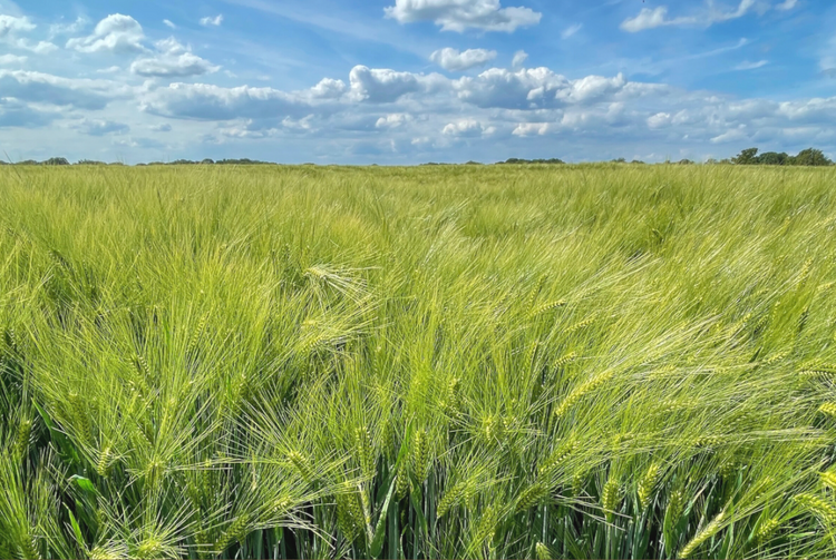 Realistisch landschap van wuivend groen graanveld onder blauwe lucht – fine art print van Dirk Bal.