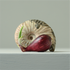 Main image Stilleven met rode ui